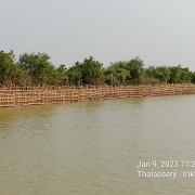 Bamboo Pile for protecting existing bund